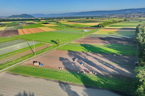 Lorema Karotten ernten 052