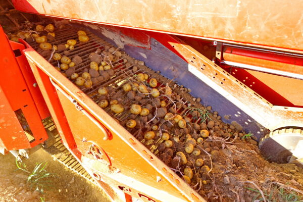 Lorema Kartoffeln ernten 014