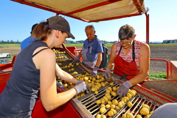 Lorema Kartoffeln ernten 022