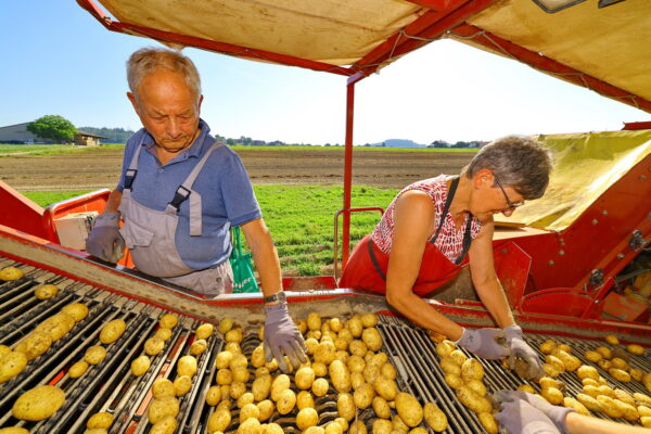Lorema Kartoffeln ernten 025