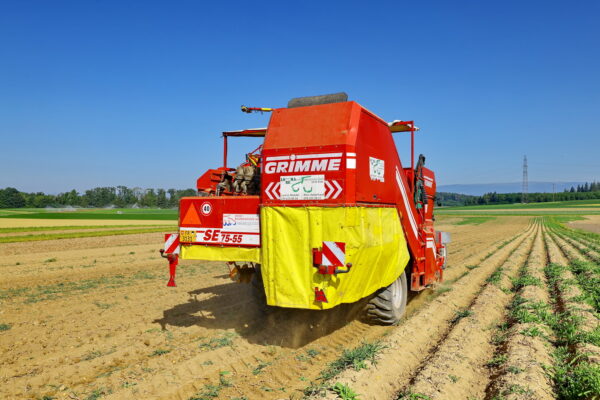 Lorema Kartoffeln ernten 030